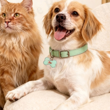 PET Software Solution